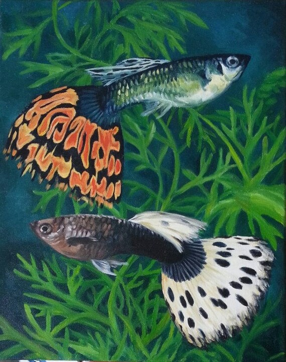 Two Guppies Painting and Prints New Zealand
