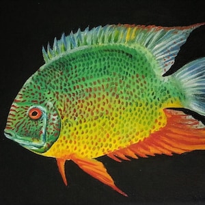 Severum Cichlid Painting and Prints