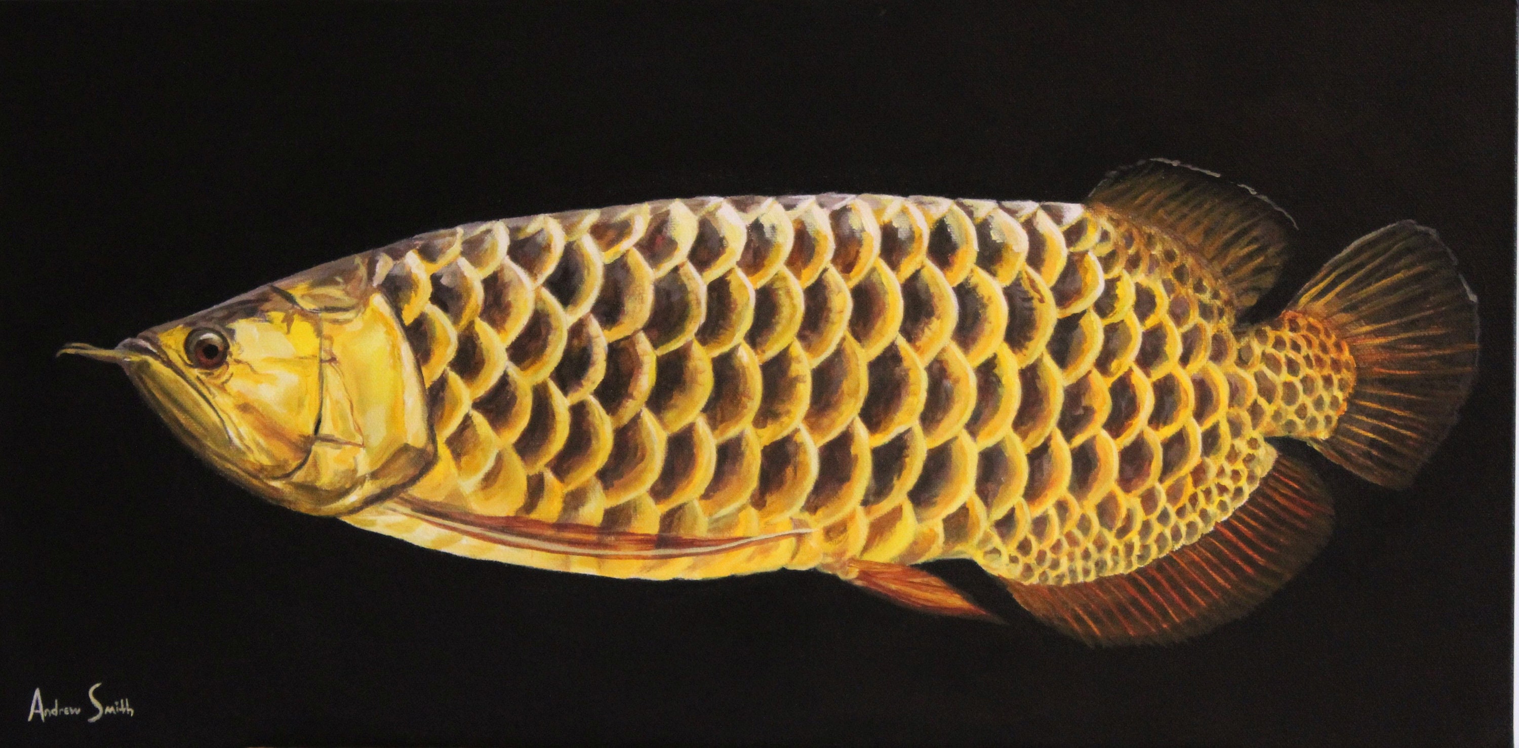 Arowana Painting and Prints - Original Art - Fish, Aquarium, image size:3000x1477