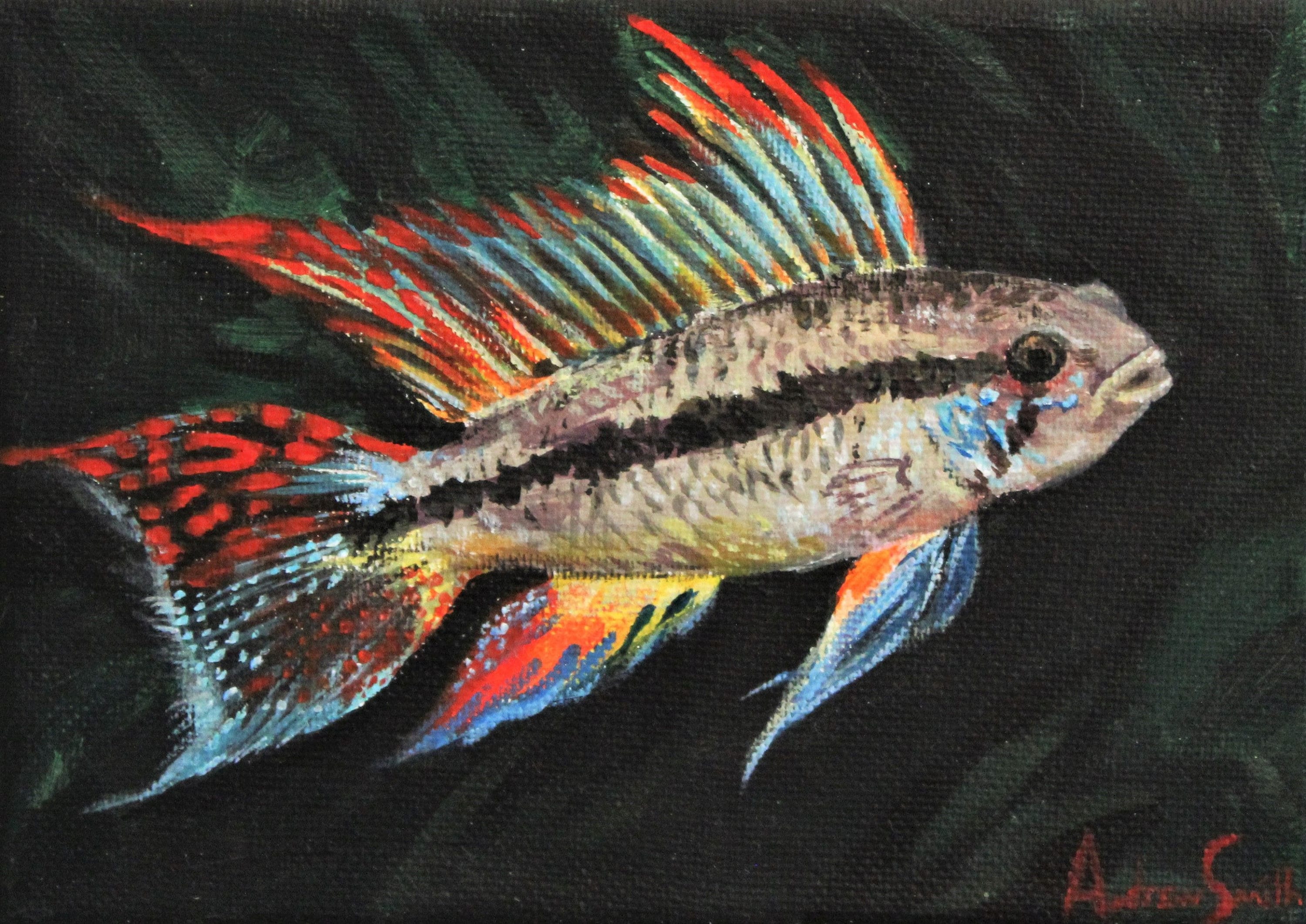 Cockatoo Cichlid Painting and Prints - Original Art - Fish, Aquarium