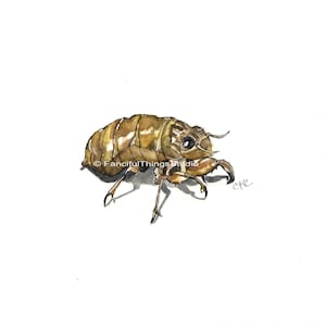 Cicada