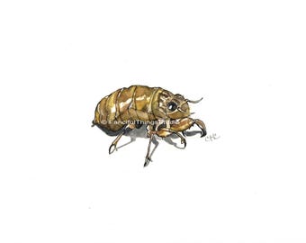 Cicada Shell Line and Wash Drawing