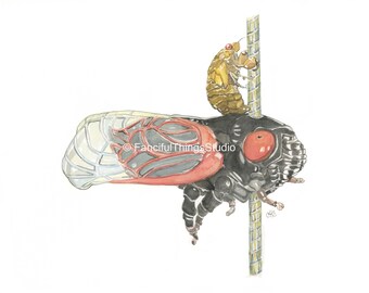 Cicada Carousel Watercolor Art Print