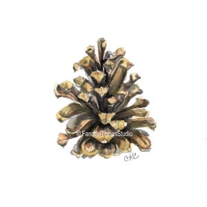 May include: Watercolor painting of a pine cone. The pine cone is brown and tan with detailed textures and shadows. The artwork is set against a white background. The artist's signature is in the bottom right corner.