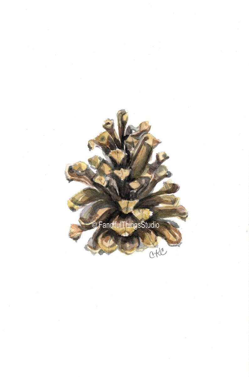 May include: Watercolor painting of a pine cone. The pine cone is brown and tan with detailed textures and shadows. The artwork is set against a white background. The artist's signature is in the bottom right corner.