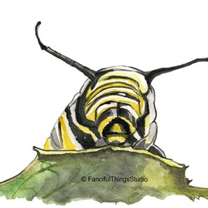 Monarch Caterpillar Watercolor Print, Milkweed Art