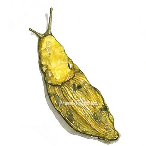 Banana Slug