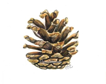 Pinecone Watercolor Print, Botanical Art Card Set