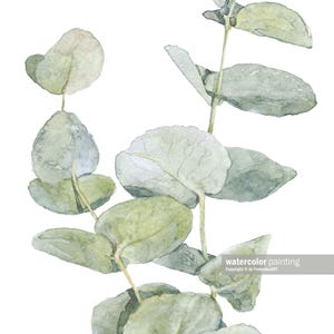Pu&ograve; includere: Dipinto ad acquerello di un ramo di eucalipto con foglie verdi. Le foglie sono disposte a grappolo, con alcune sovrapposte. Il dipinto &egrave; realizzato in uno stile realistico, con sottili variazioni di colore e texture.