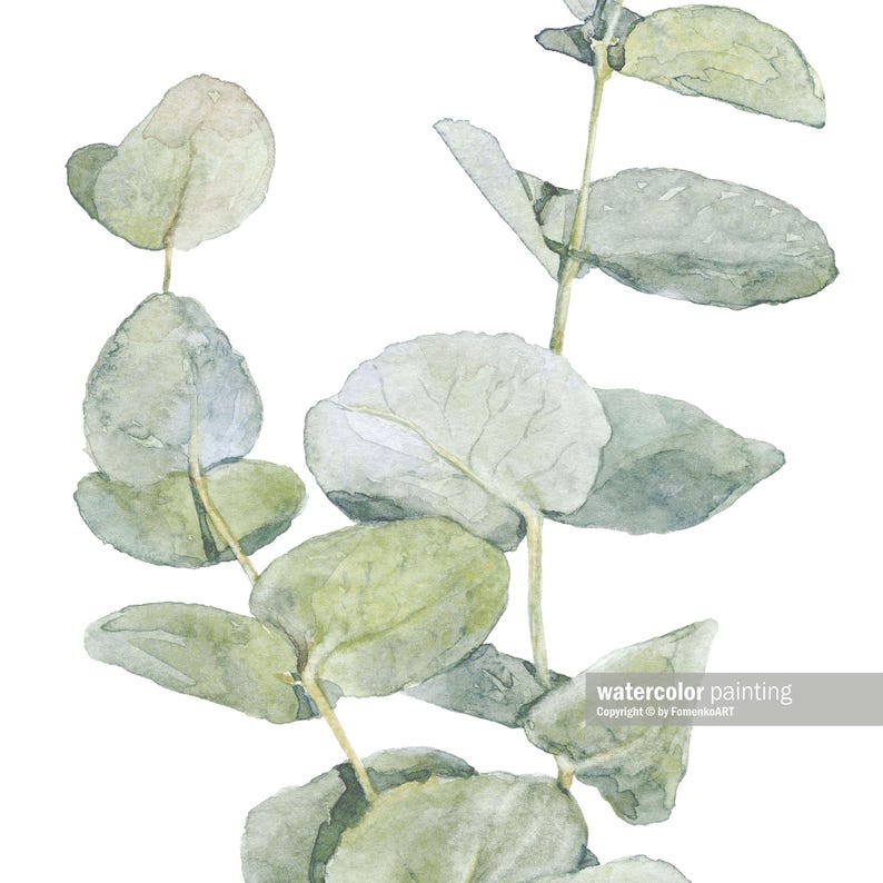 Pu&ograve; includere: Dipinto ad acquerello di un ramo di eucalipto con foglie verdi. Le foglie sono disposte a grappolo, con alcune sovrapposte. Il dipinto &egrave; realizzato in uno stile realistico, con sottili variazioni di colore e texture.