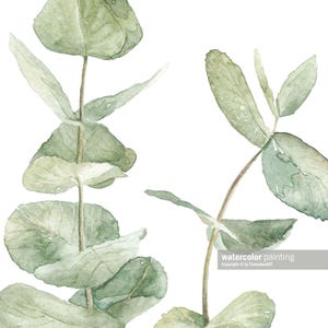 Pu&ograve; includere: Dipinto ad acquerello di due rametti di foglie di eucalipto in tonalit&agrave; di verde su uno sfondo bianco. Le foglie sono delicate e hanno un aspetto naturale e organico.