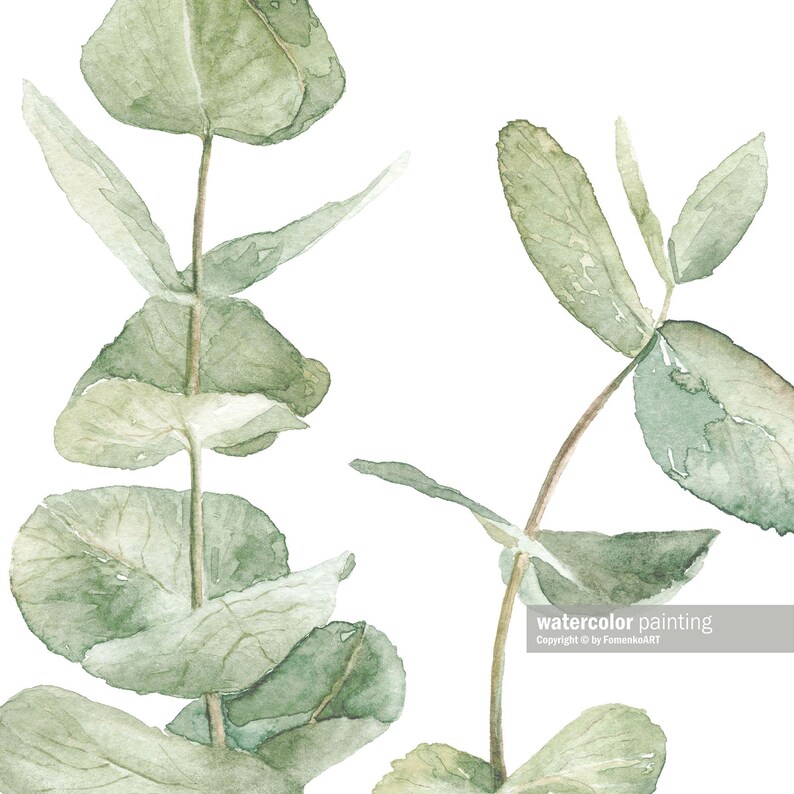Pu&ograve; includere: Dipinto ad acquerello di due rametti di foglie di eucalipto in tonalit&agrave; di verde su uno sfondo bianco. Le foglie sono delicate e hanno un aspetto naturale e organico.