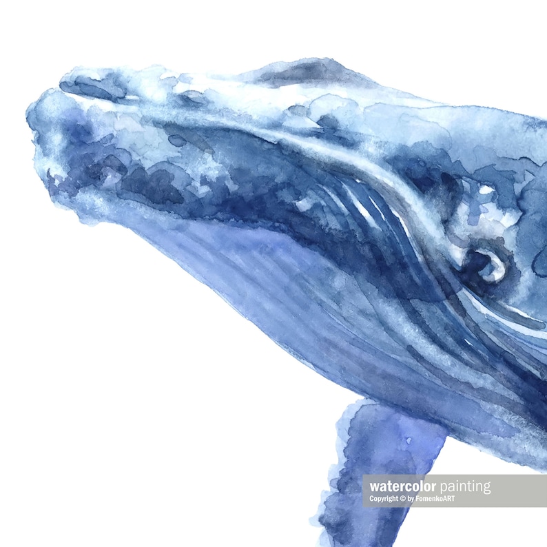 May include: Watercolor painting of a blue whale's head and part of its body. The artwork features shades of blue, creating a soft, artistic effect. The whale's form is detailed, with visible brushstrokes and a white background.