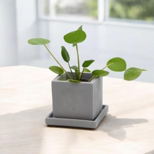 May include: A gray concrete planter with a matching saucer, featuring a small green plant with round leaves.