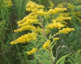 Goldenrod - dried herb