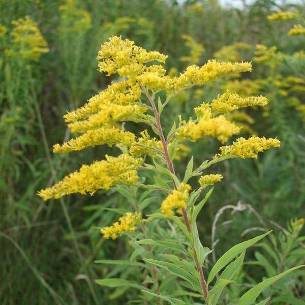 Goldenrod - dried herb