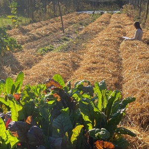 Puede incluir: Primer plano de un lecho de jard&iacute;n con hileras de mantillo de paja. Plantas verdes de hoja crecen en primer plano.