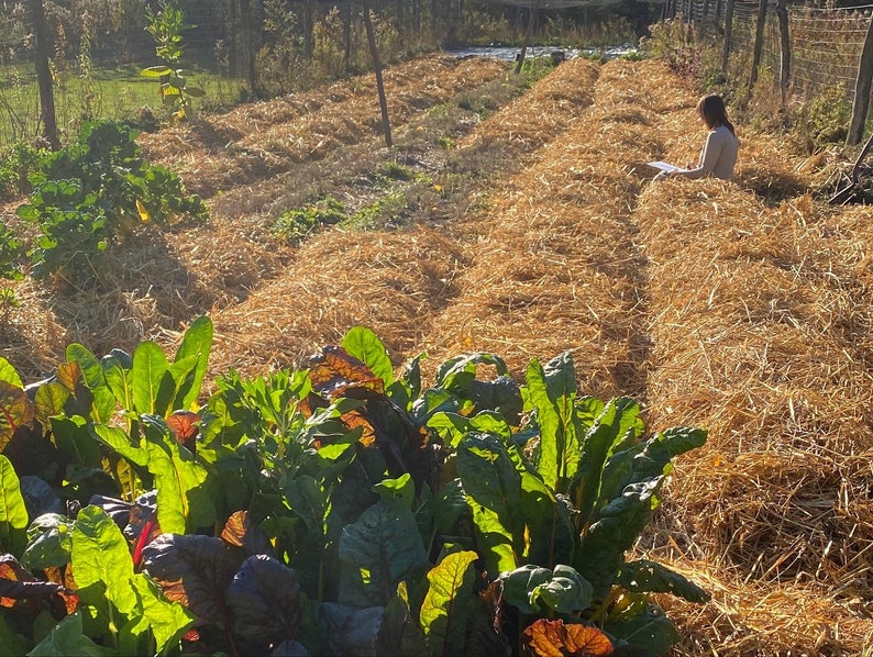 Puede incluir: Primer plano de un lecho de jard&iacute;n con hileras de mantillo de paja. Plantas verdes de hoja crecen en primer plano.