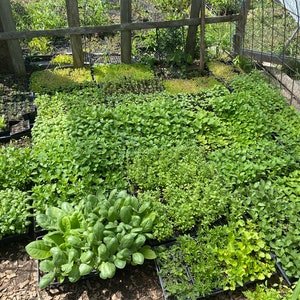 Puede incluir: Una variedad de pl&aacute;ntulas verdes que crecen en bandejas de pl&aacute;stico negro. Las pl&aacute;ntulas est&aacute;n dispuestas en filas y est&aacute;n listas para ser trasplantadas a un jard&iacute;n.