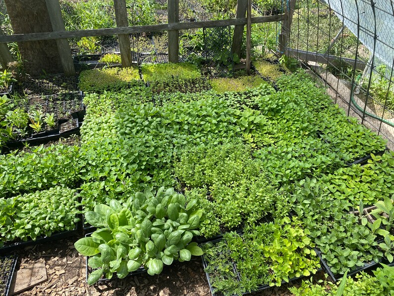 Puede incluir: Una variedad de pl&aacute;ntulas verdes que crecen en bandejas de pl&aacute;stico negro. Las pl&aacute;ntulas est&aacute;n dispuestas en filas y est&aacute;n listas para ser trasplantadas a un jard&iacute;n.