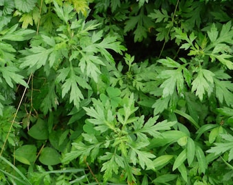 Artemisa (Artemesia vulgaris) - hierba seca