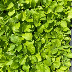 Puede incluir: Una vista de cerca de un lecho de plantas de hojas verdes vibrantes. Las hojas est&aacute;n densamente empaquetadas, creando una superficie exuberante y texturizada.
