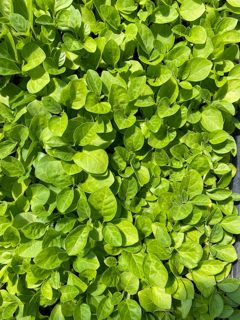 Puede incluir: Una vista de cerca de un lecho de plantas de hojas verdes vibrantes. Las hojas est&aacute;n densamente empaquetadas, creando una superficie exuberante y texturizada.
