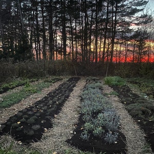 Puede incluir: Un jard&iacute;n con hileras de plantas en primer plano, con un bosque y una puesta de sol en el fondo.