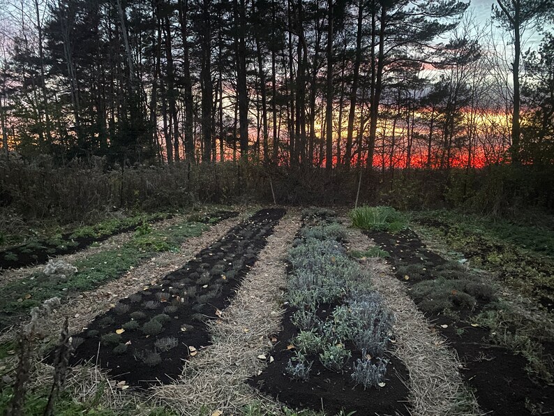 Puede incluir: Un jard&iacute;n con hileras de plantas en primer plano, con un bosque y una puesta de sol en el fondo.