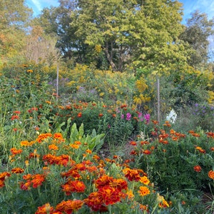 Puede incluir: Un jard&iacute;n con una variedad de flores en flor, incluyendo cal&eacute;ndulas naranjas, flores amarillas y flores moradas. Las flores crecen en un exuberante jard&iacute;n verde con un gran &aacute;rbol en el fondo.