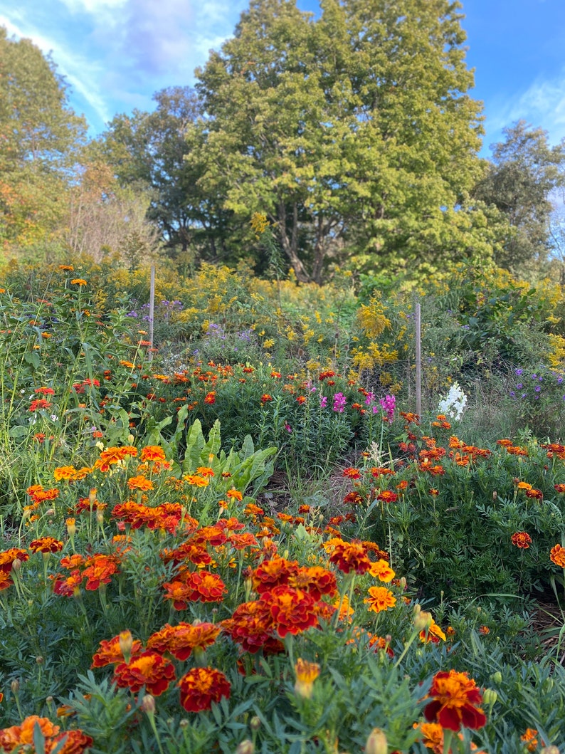 Puede incluir: Un jard&iacute;n con una variedad de flores en flor, incluyendo cal&eacute;ndulas naranjas, flores amarillas y flores moradas. Las flores crecen en un exuberante jard&iacute;n verde con un gran &aacute;rbol en el fondo.