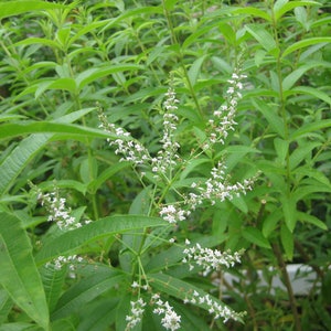 Lemon Verbena - dried herb