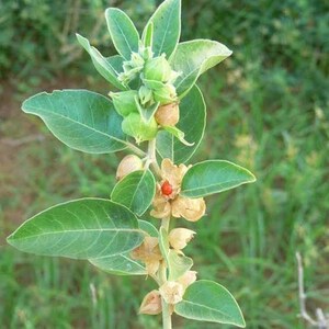Puede incluir: Primer plano de una planta verde con peque&ntilde;as vainas de semillas de color marr&oacute;n claro. Las vainas est&aacute;n agrupadas en el tallo y algunas tienen un centro rojo.