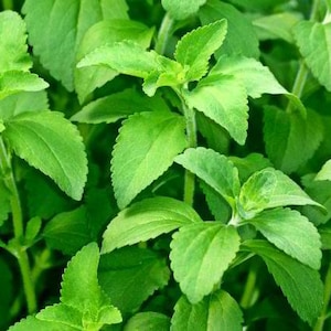 Hoja de stevia - hierba seca