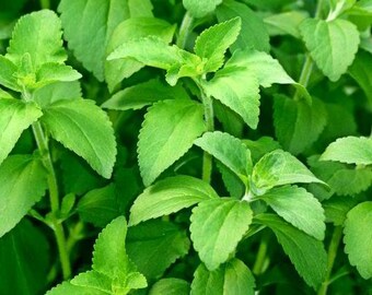 Stevia leaf - dried herb