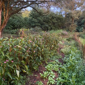 Puede incluir: Un camino de jard&iacute;n verde y exuberante bordeado por una hilera de plantas con flores rosas y plantas verdes de hoja. El camino conduce a una zona boscosa en el fondo.
