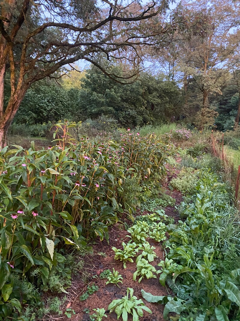 Puede incluir: Un camino de jard&iacute;n verde y exuberante bordeado por una hilera de plantas con flores rosas y plantas verdes de hoja. El camino conduce a una zona boscosa en el fondo.