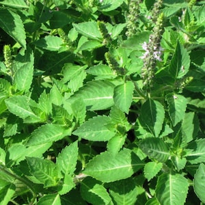 Tulsi / Holy Basil - dried herb