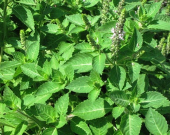 Tulsi / Albahaca sagrada - hierba seca