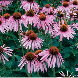 Echinacea purpurea - dried leaf/flower