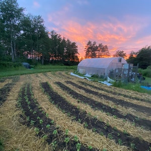Puede incluir: Un campo de cultivos con hileras de plantas que crecen en el suelo. Las plantas est&aacute;n cubiertas de mantillo de paja. Un gran invernadero est&aacute; en el fondo. El cielo es de un color rosa y naranja vibrante.