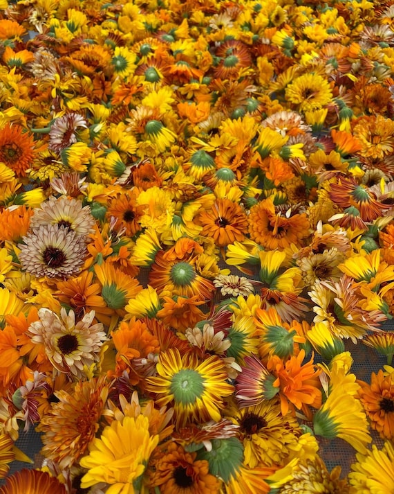 Calendula Flowers Dried Herb Etsy