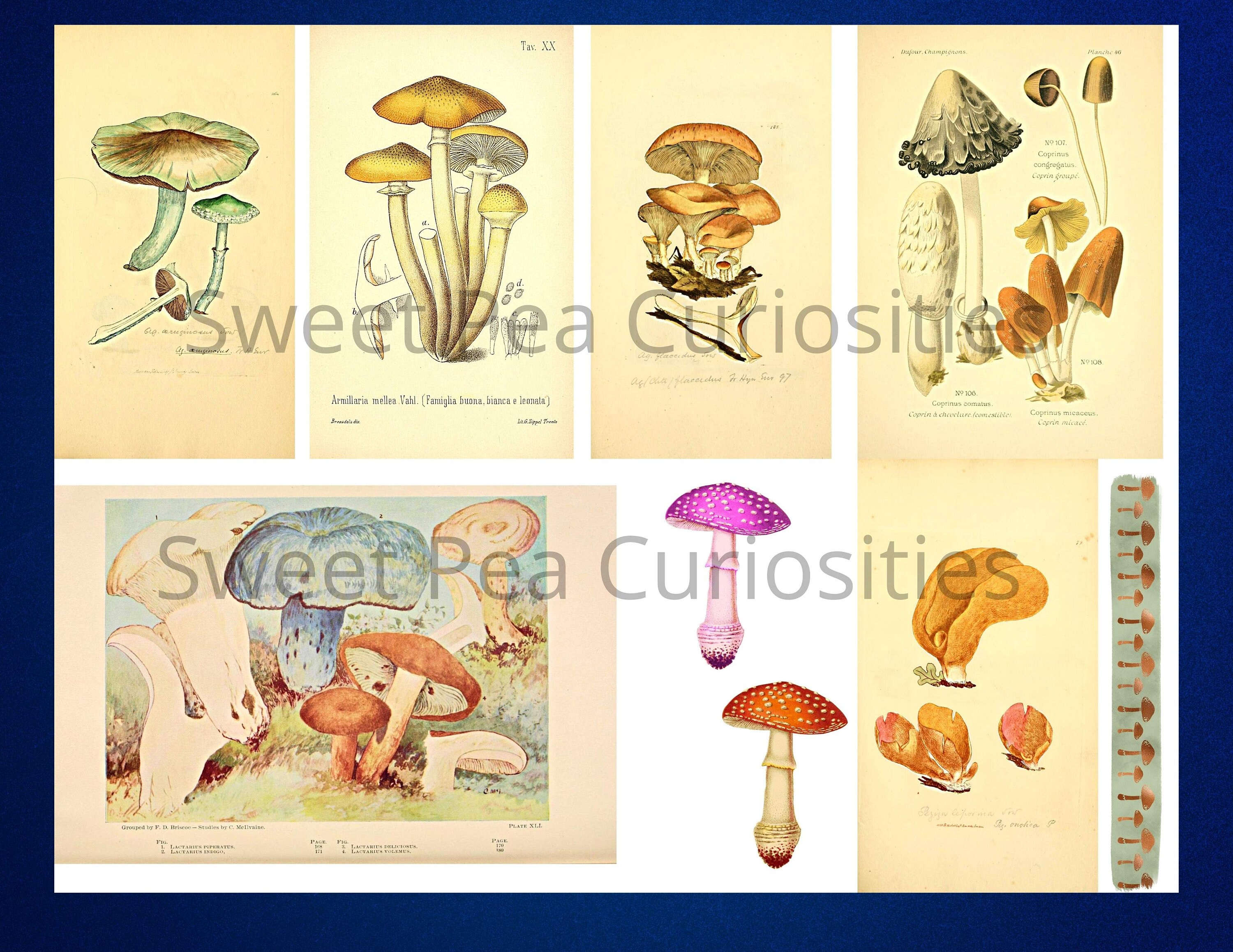 Mushrooms Digital Download Clipart Junk Journal Mixed - Etsy