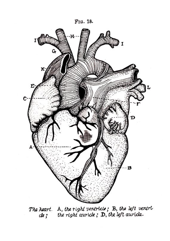 Anatomiczne Rysowane Ręcznie Rysunekilustracji Wydruku
