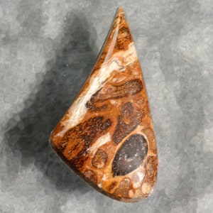Petrified Palm Wood Hand Cut in a Fantasy  Shape WithWhite, Black, Brown, Tan and Gray Colors Beautiful Polish 37.3 x 20 x 5.3 mm   #0901PPW