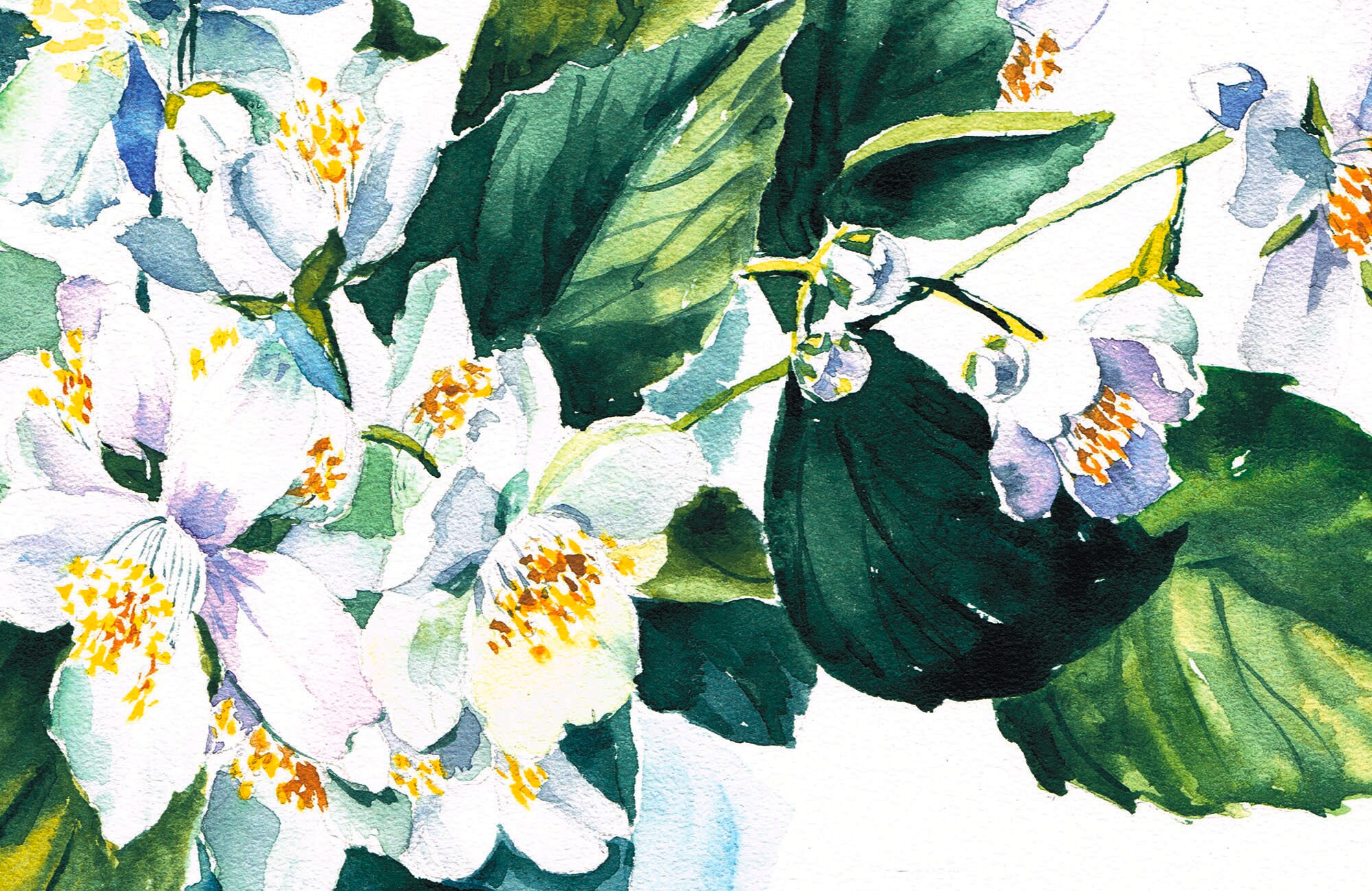 Jasmine Painting Flowers Watercolor Original White Floral Wall Etsy