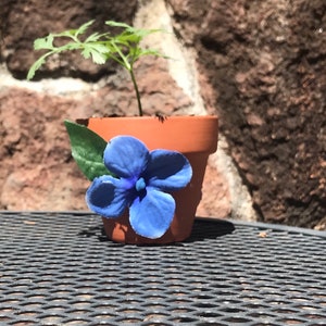 Puede incluir: Una pequeña maceta de terracota con una planta verde y una flor azul. La maceta está sobre una mesa de metal negro.