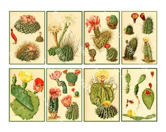 Botanical Illustration Printable Cactus Botanical Drawings Garden Décor Bookmarks Card Making Gift for Her, DIGITAL DOWNLOAD, 1177