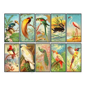 Illustrazioni di uccelli tropicali colorati, 10 immagini di progetti di arredamento per la casa stampabili, diari spazzatura e creazione di regali, foglio di DOWNLOAD DIGITALE, 1148