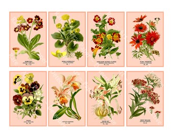 Botanical Illustration Printable, French Botanical Drawings, Garden Décor, Bookmarks, Card Making, DIGITAL DOWNLOAD, 1185